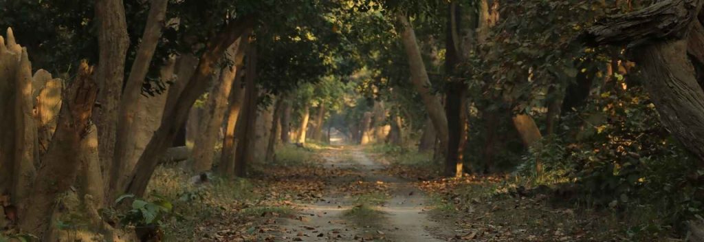 Kishanpur sanctuary flora forest view