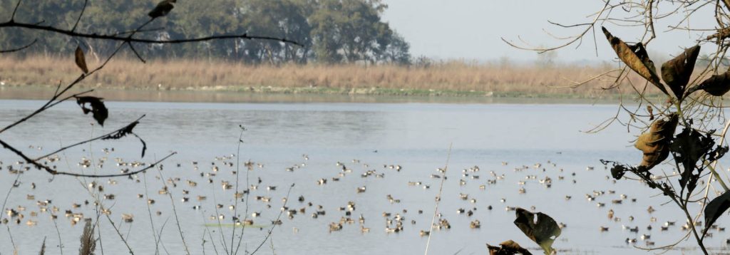Kishanpur wildlife sanctuary jhadi tal