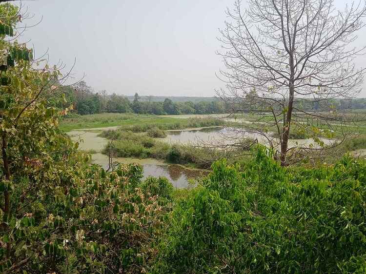 Best Time to Visit Kishanpur Wildlife Sanctuary: Seasonal Wildlife Experiences