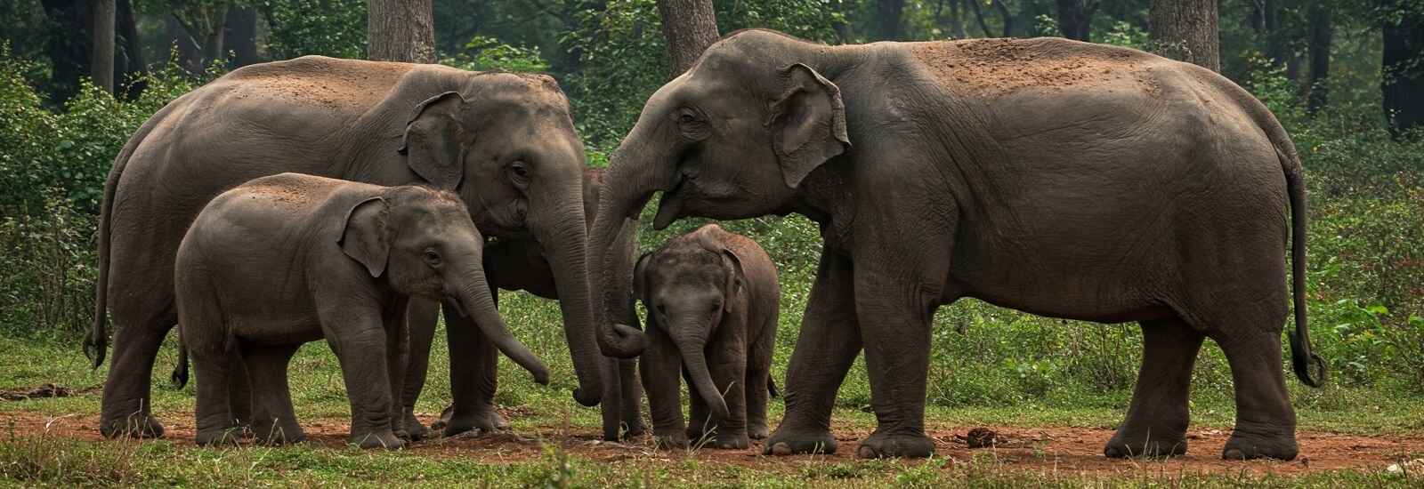 Discover the Beauty of Katarniaghat Wildlife Sanctuary
