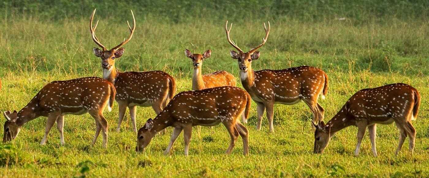Kishanpur Wildlife Sanctuary Major Attractions