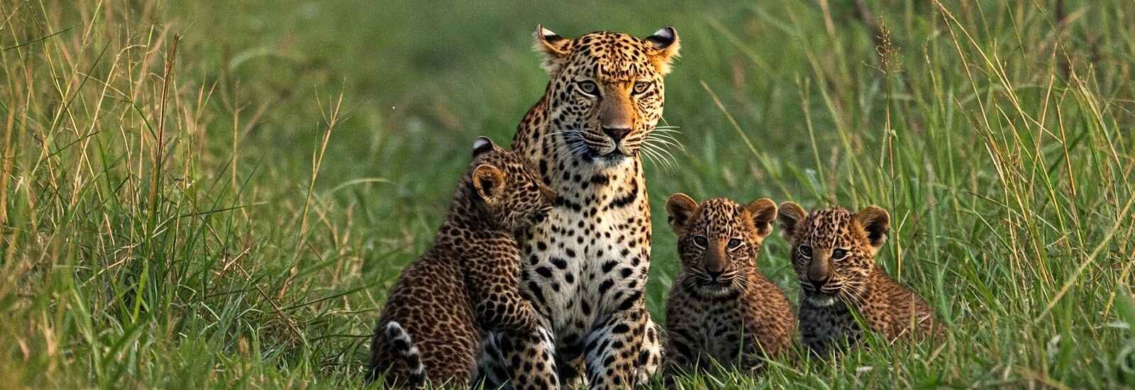 Leopard family in dudhwa national park