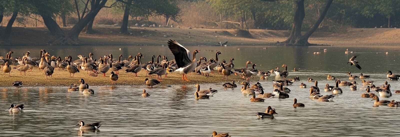 Migrated birds in Padaria Beat Dudhwa Bhira Range at Jhadi Tal