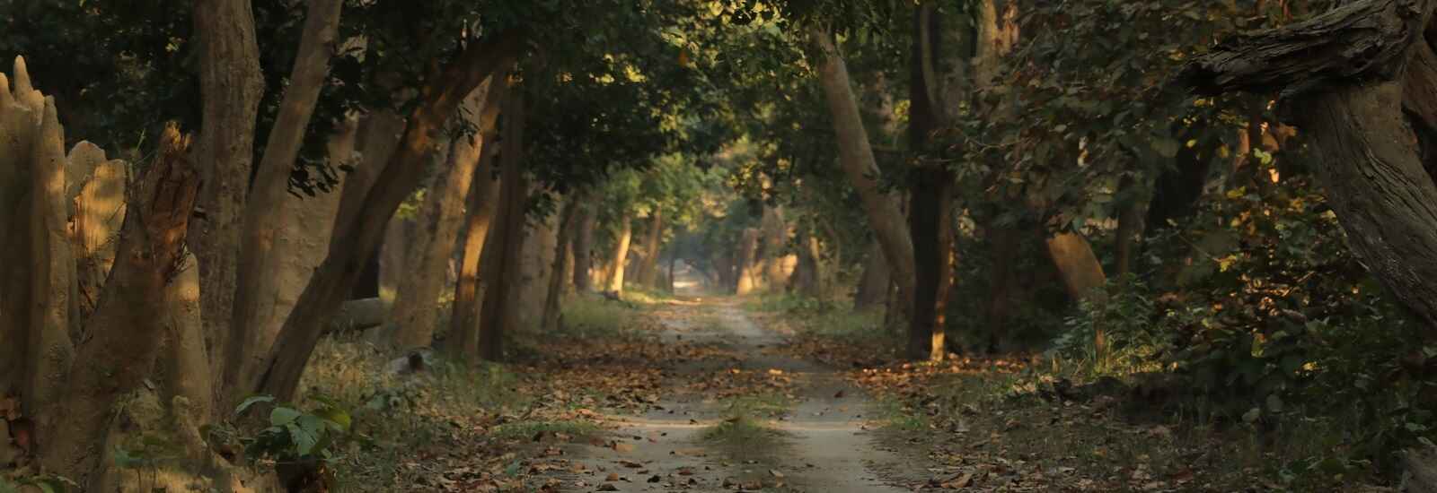 Pilibhit Tiger Reserve Forest Banner