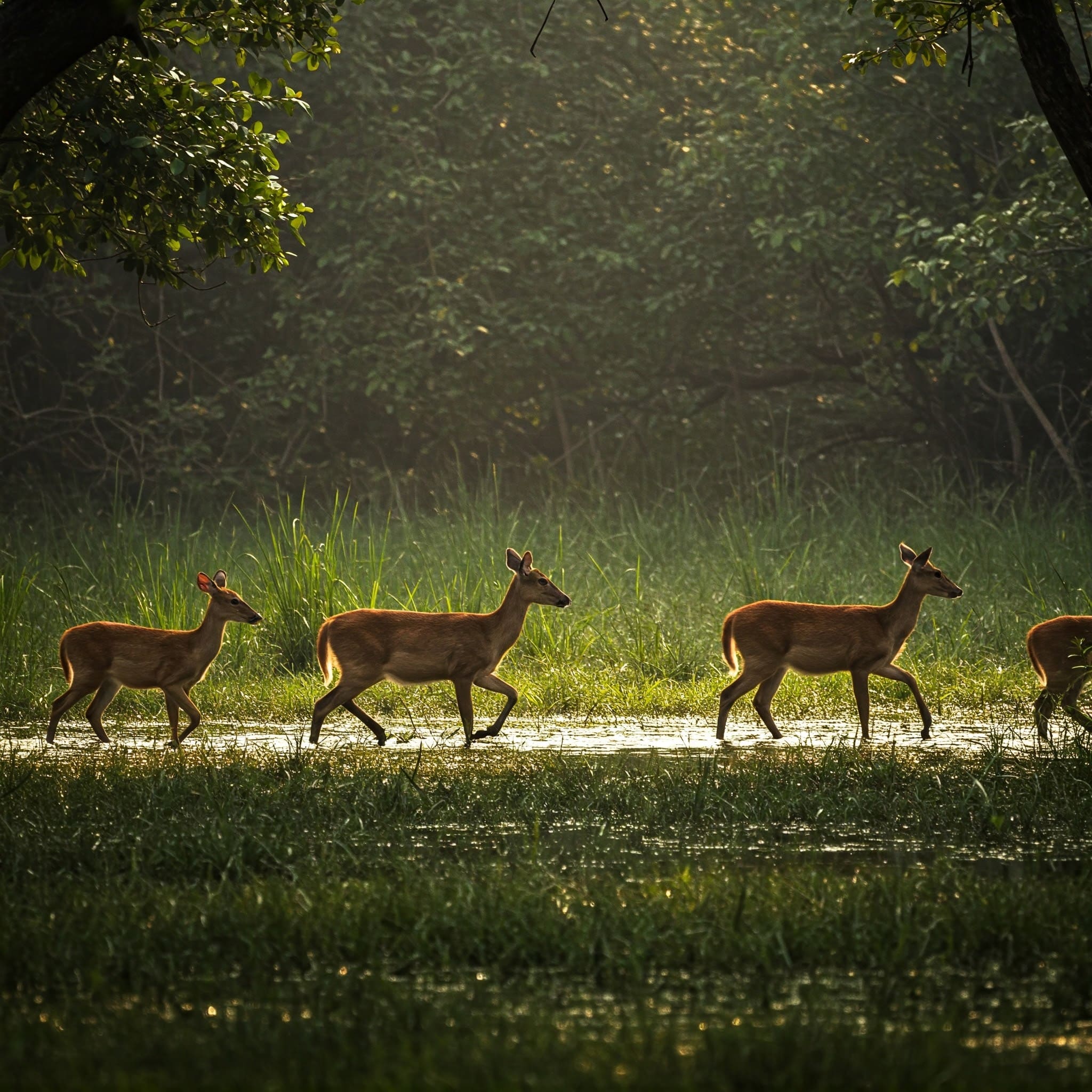 deer in kishanpur