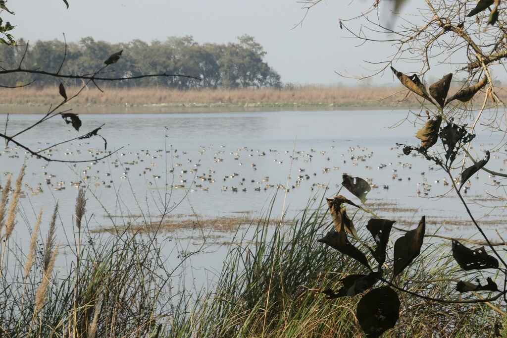 kishanpur birds in jhadi tal