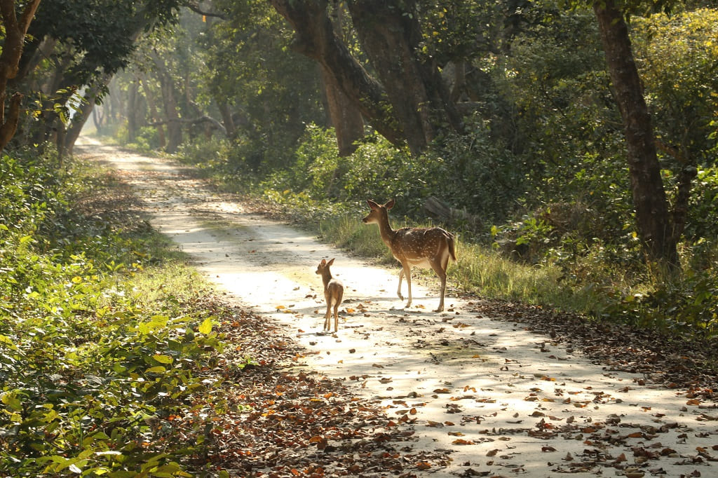kishanpur deer with baby