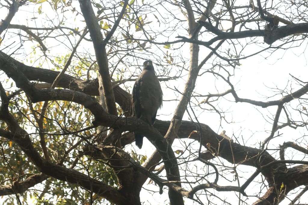 kishanpur eagle