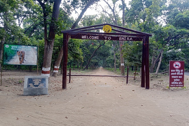 Padaria Beat Bhira Range near by Kishanpur Wildlife Sanctuary