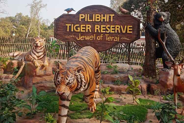 Pilibhit Tiger Reserve Near by Kishanpur Wildlife Sanctuary