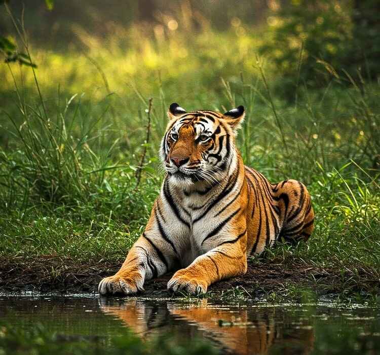 Pilibhit tiger reserve a tiger territory