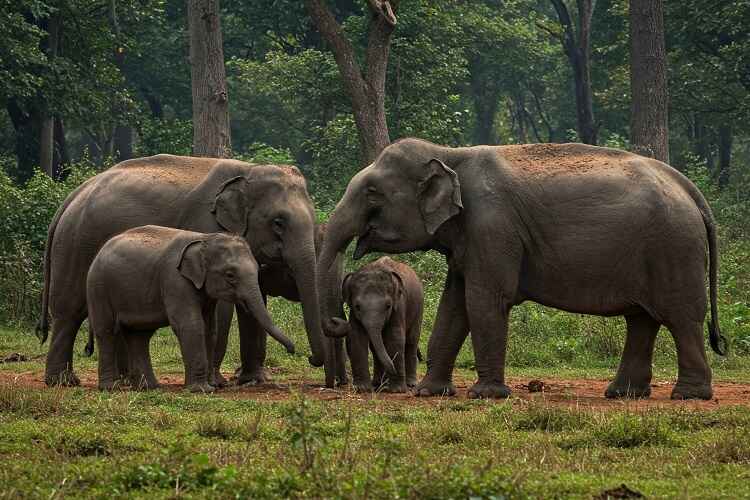 Kishanpur Sanctuary & Dudhwa National Park Extended Tour 3 Nights / 4 Days