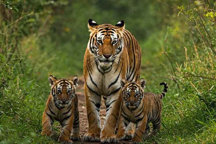 Kishanpur Sanctuary One-Day Tour